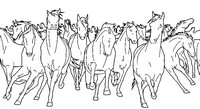 Desenho para colorir anti stress Cavalos selvagens