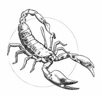 Coloriage anti-stress Scorpion