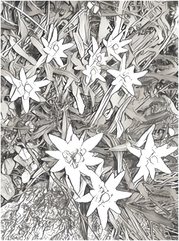 Edelweiss