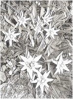 Målarbild Edelweiss