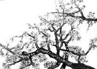 Art Therapy coloring page Branches in the manner of Van Gogh