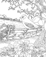 Coloriage anti-stress Hirondelle au printemps