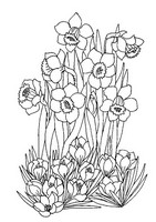 Coloriage anti-stress Jonquilles