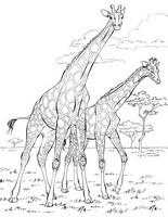 Art Therapy coloring page Giraffes